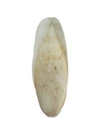 Quik Mürekkep Balığı Kemiği Büyük Boy