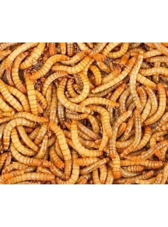 Canlı Yem Un kurdu (50 Âdet)