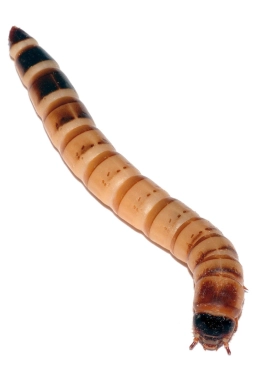 Canlı Yem Morio Kurdu (20 Âdet)