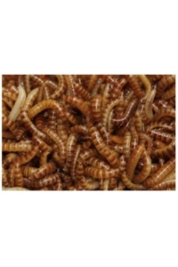 Buffalo Kurdu (50 Adet)