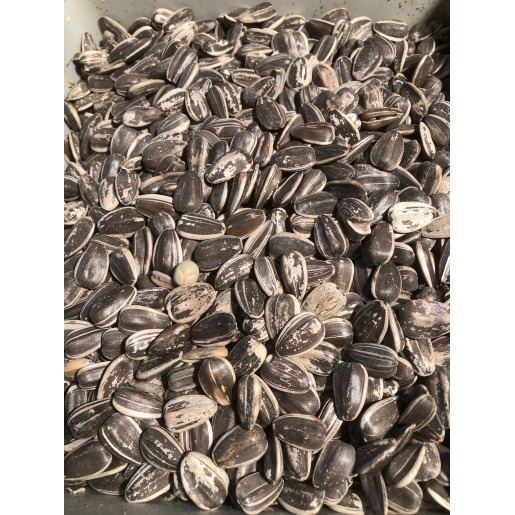 Dakota Çekirdek 5 Kilo