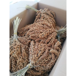 Kızıl Dal Darı 1 Kg Doğal Daldarı