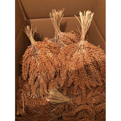 Kızıl Dal Darı 1 Kg Doğal Daldarı