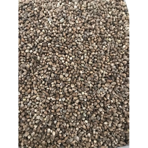 Vivid Kenevir Tohumu 1 KG Yeni Mahsul