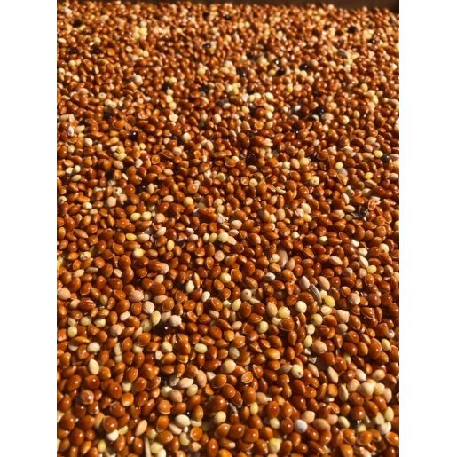 VİVİD KIRMIZI DARI 20 KG ÇUVAL