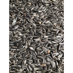 ALACA ÇEKİRDEK 25 KG ÇUVAL