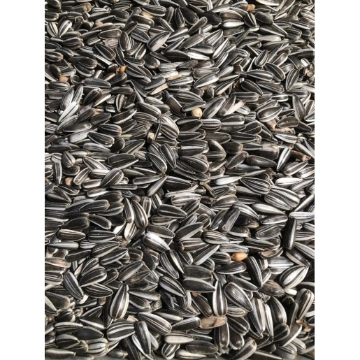 ALACA ÇEKİRDEK 25 KG ÇUVAL