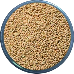Vivid Ak Darı 1kg