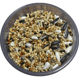  Versele Laga Prestige bigg Paraket Yemi(sultan sevda cennet) 