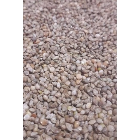 Japon darısı  yumauşak kapuk yeme düşürmek icin ideal