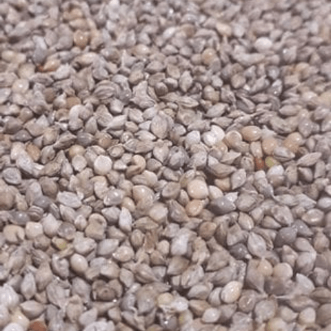 Japon darısı yumuşak kabuklu yeme düşürmek icin ideal