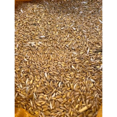 1Kg Çimlendirmelik buğday