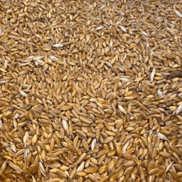 Çimlendirmelik buğday