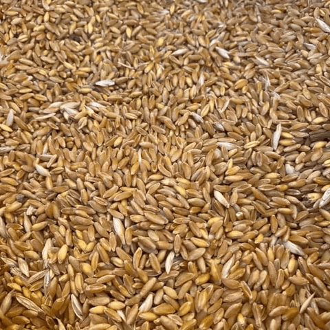 Çimlendirmelik buğday