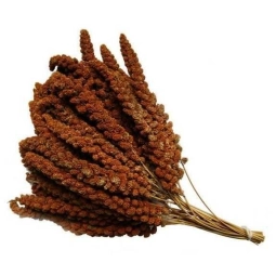 büyükboy Kızıl Dal Darı 