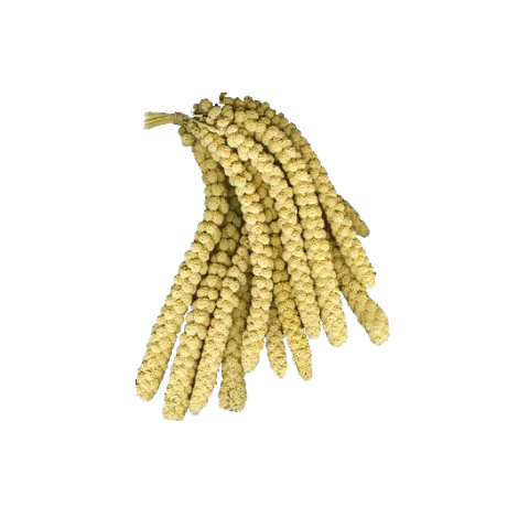 Hobi Sarı Dal Darı 