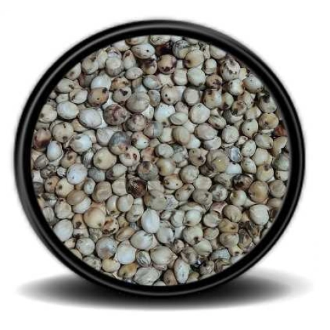 1kg BEYAZ SORGUM TOHUMU