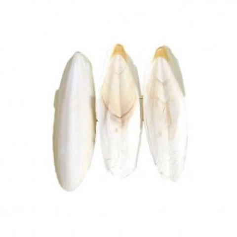 büyük Boy Mürekkep Balığı Kemiği (Kalamar 18-25 cm) 250g