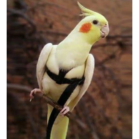 Ayarlanabilir Kuş Tasması