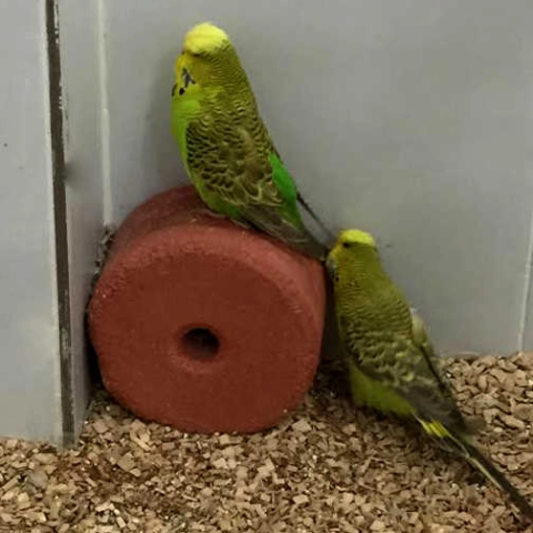 Royal Mineral Blok ve Yalama Taşı Ürün Bilgisi 3 kg