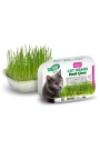 Hobi Fileli Kedi Çimi Cat Grass Ekonomik