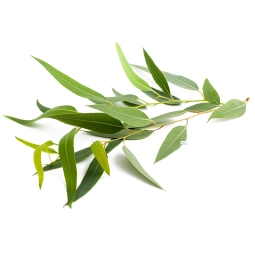 Okaliptüs Yaprakları