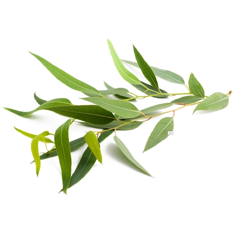 Okaliptüs Yaprakları