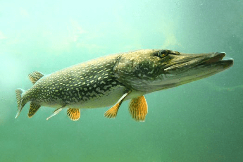 Olta balıkçılığı ile ilgili püf noktalar